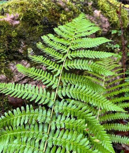 male fern