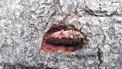 Dicerca berolinensis