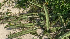 Cereus fernambucensis, photograph (c) fmunoz, some rights reserved (CC BY)