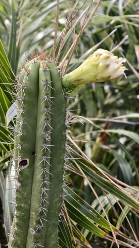 Pilosocereus arrabidae, photograph 1