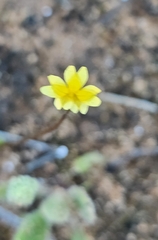 Goodenia pinnatifida, photograph (c) Rosalie Lawrence, some rights reserved (CC BY)