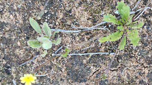 Goodenia pinnatifida, photograph 4