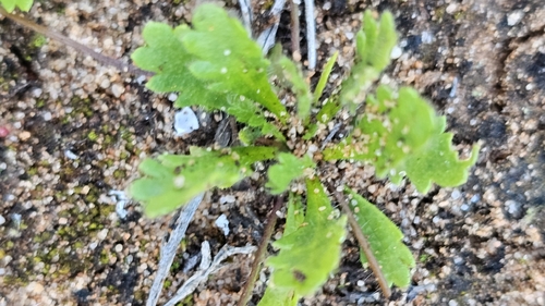 Goodenia pinnatifida, photograph 5
