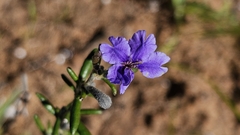 Dampiera rosmarinifolia, photograph (c) Rosalie Lawrence, some rights reserved (CC BY)