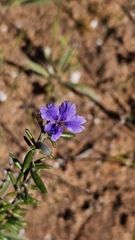Dampiera rosmarinifolia, photograph (c) Rosalie Lawrence, some rights reserved (CC BY)