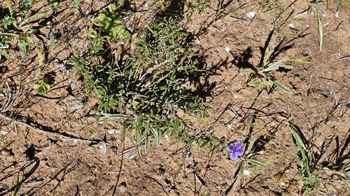 Dampiera rosmarinifolia, photograph 6