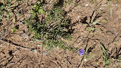 Dampiera rosmarinifolia, photograph (c) Rosalie Lawrence, some rights reserved (CC BY)