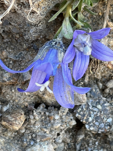 Campanula cenisia, photograph 2