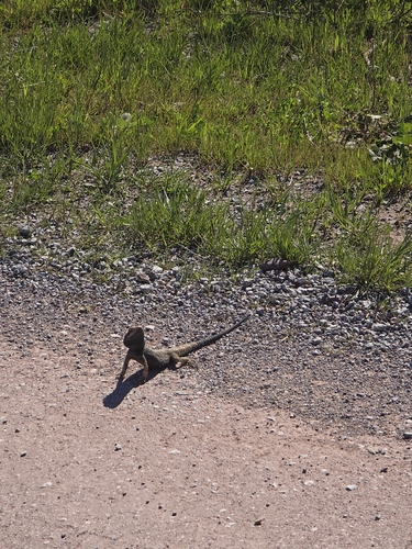 Eastern Bearded Dragon
