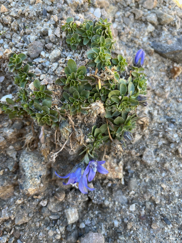 Campanula cenisia, photograph 3