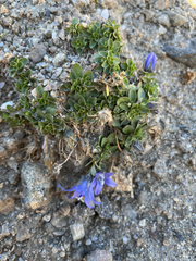 (c) Fabien Anthelme, some rights reserved (CC BY-SA) Campanula cenisia, photograph (c) Fabien Anthelme, some rights reserved (CC BY-SA)