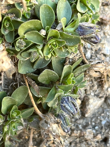 Campanula cenisia, photograph 4