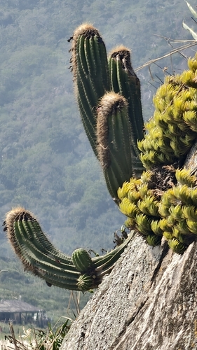 Coleocephalocereus fluminensis, photograph 2
