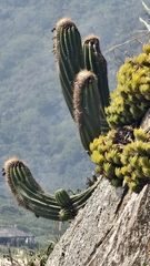Coleocephalocereus fluminensis, photograph (c) fmunoz, some rights reserved (CC BY)
