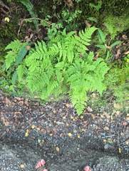 Dryopteris aemula, photograph (c) Brendan Petrassi, some rights reserved (CC BY)