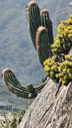 Coleocephalocereus fluminensis, photograph 3