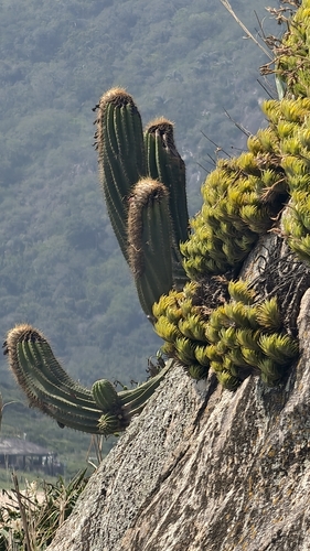 Coleocephalocereus fluminensis, photograph 4