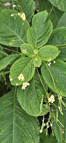 small balsam