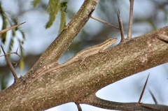 Anolis litoralis