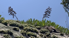 Alcantarea glaziouana
