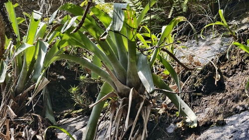 Alcantarea glaziouana, photograph 1