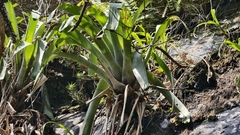 fmunoz, CC BY, iNaturalist via GBIF Alcantarea glaziouana, photograph fmunoz, CC BY, iNaturalist via GBIF