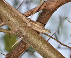 Anolis litoralis