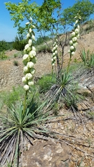 Yucca arkansana