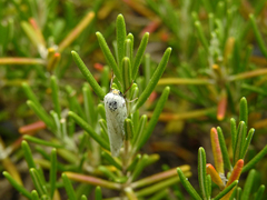 Coscinia chrysocephala