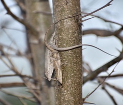 Anolis litoralis