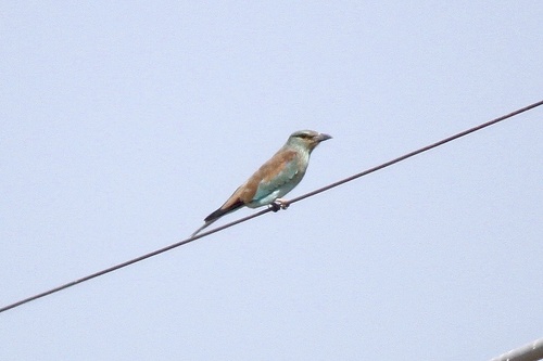 European Roller