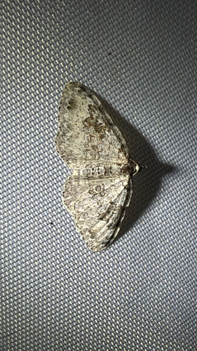 Broken-banded Carpet (Xanthorhoe iduata)