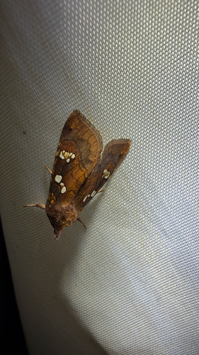 Dogbane Stem Borer Moth (Papaipema baptisiae)