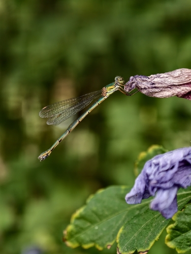 Eastern Willow Spreadwing