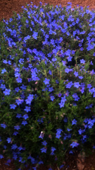 Glandora prostrata