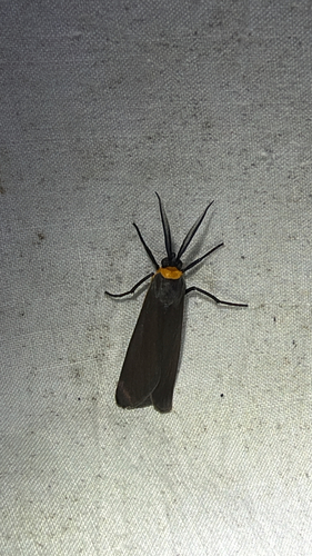Yellow-collared Scape Moth (Cisseps fulvicollis)