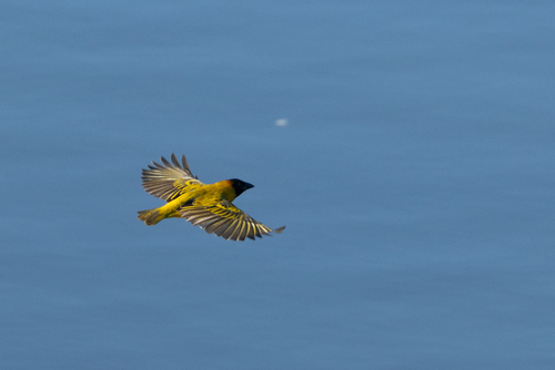 iNaturalist image
