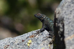 Sceloporus occidentalis biseriatus