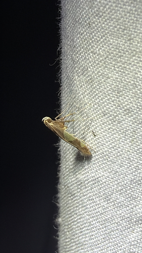 Maple Caloptilia Moth (Caloptilia bimaculatella)