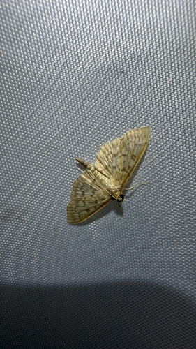 Bold-feathered Grass Moth (Herpetogramma pertextalis)