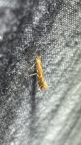 Goldenrod Leafminer (Cremastobombycia solidaginis)