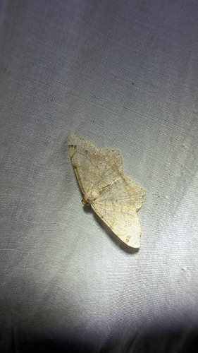 Red-headed Inchworm Moth (Macaria bisignata)