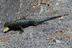 Sceloporus occidentalis biseriatus