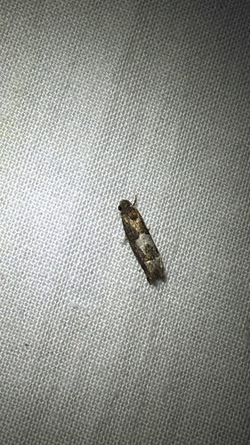 Aster Eucosma Moth (Eucosma parmatana)