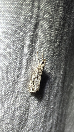 Striped Eudonia Moth (Eudonia strigalis)