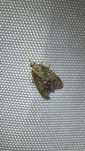 Tufted Apple Bud Moth (Platynota idaeusalis)