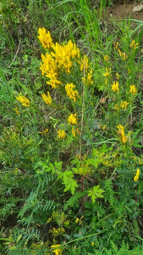 Genista tinctoria, photograph 5