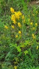 Genista tinctoria, photograph (c) Tatiana Strus, some rights reserved (CC BY)
