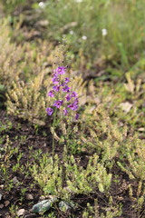 Verbascum phoeniceum, photograph (c) Tatiana Strus, some rights reserved (CC BY)