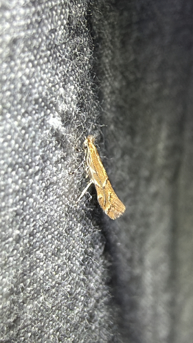 Goldenrod Leafminer (Cremastobombycia solidaginis)